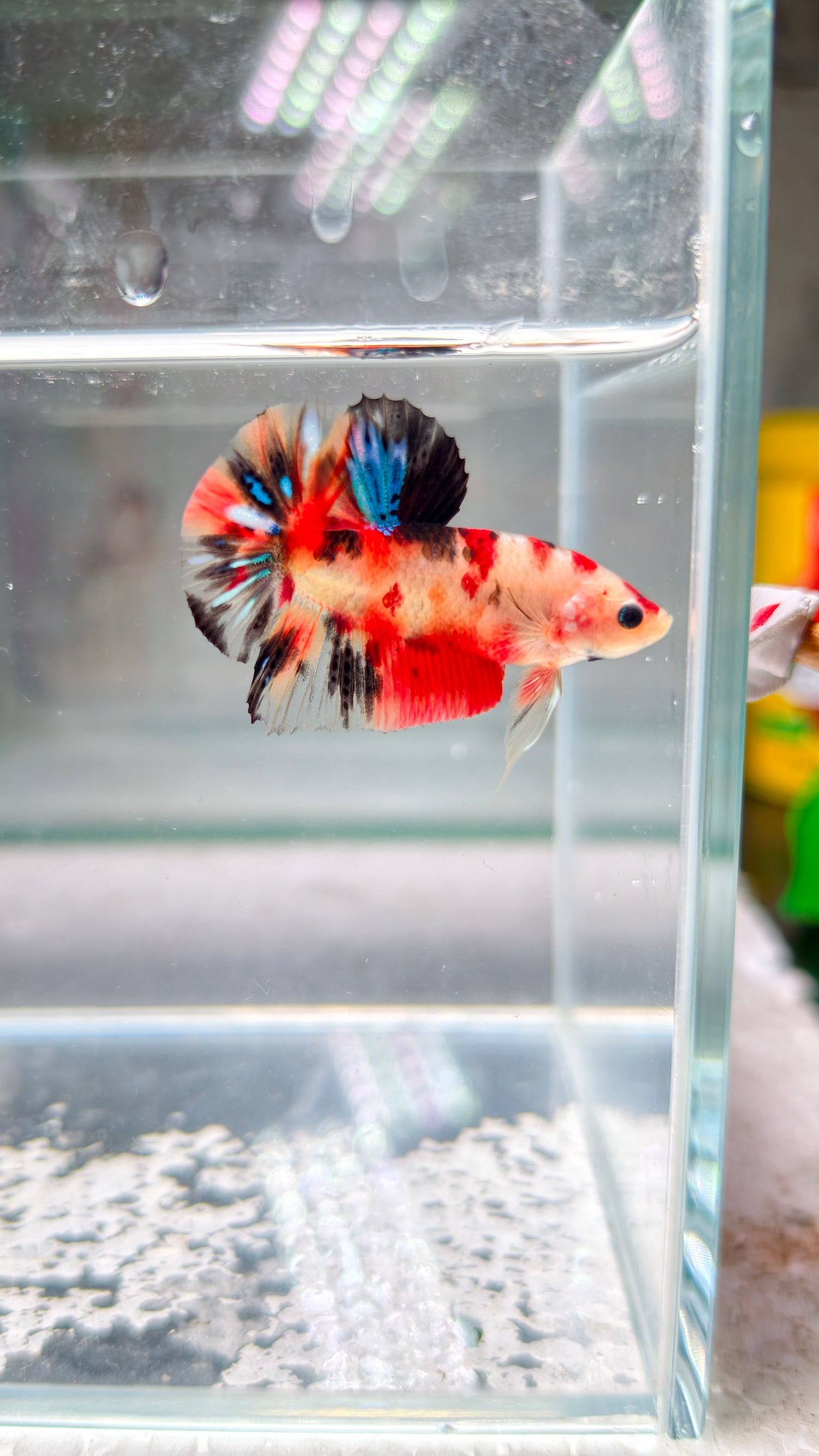 Premium Multicolour Metallic HMPK from Thailand 🇹🇭