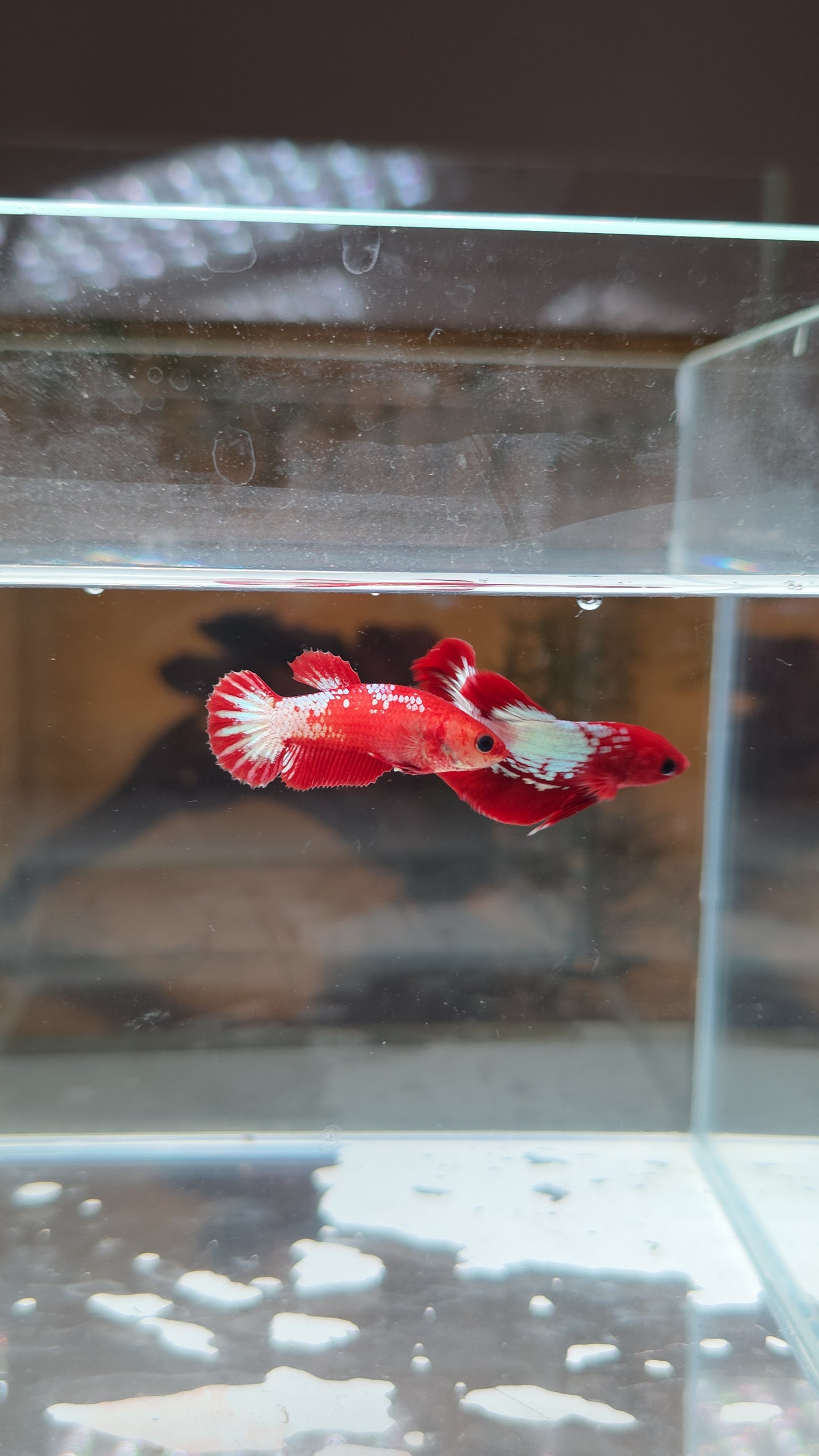 Red FCCP pair from Indonesia 🇮🇩