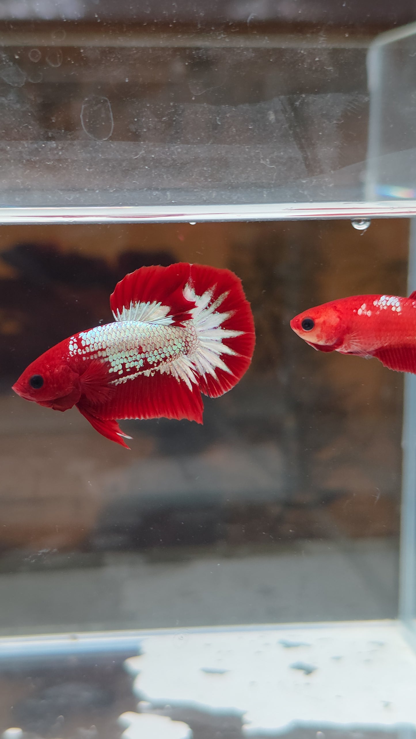 Red FCCP pair from Indonesia 🇮🇩