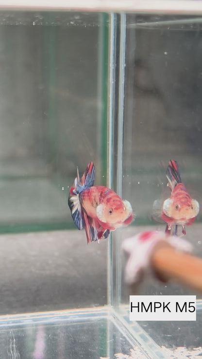 PREMIUM GRADE Multicolour Metallic HMPK pair M5