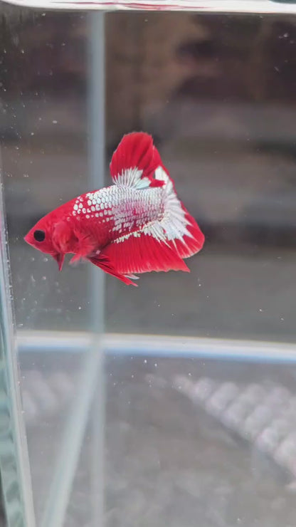 Red FCCP pair from Indonesia 🇮🇩