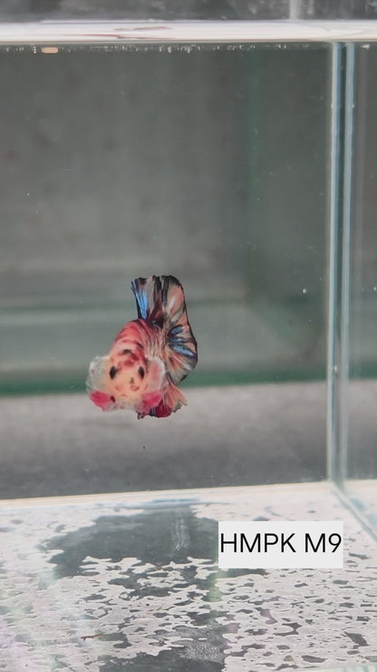 PREMIUM GRADE Multicolour Metallic HMPK pair M9