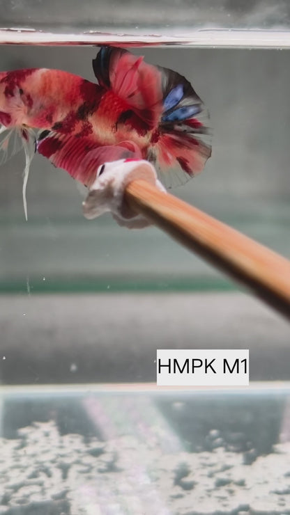 PREMIUM GRADE Multicolour Metallic HMPK pair M1