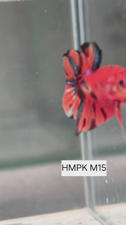 PREMIUM GRADE Multicolour Metallic HMPK pair M15