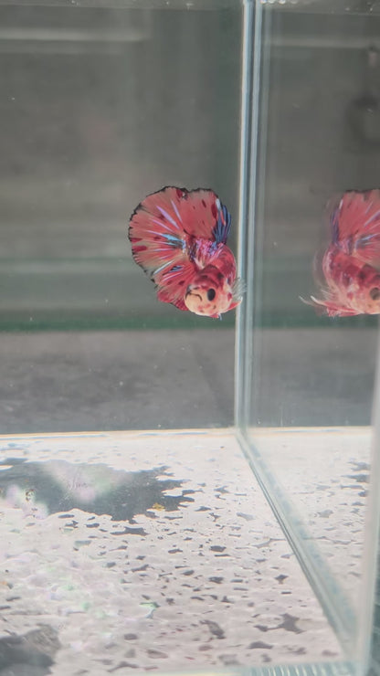 PREMIUM GRADE Multicolour Metallic HMPK pair M20