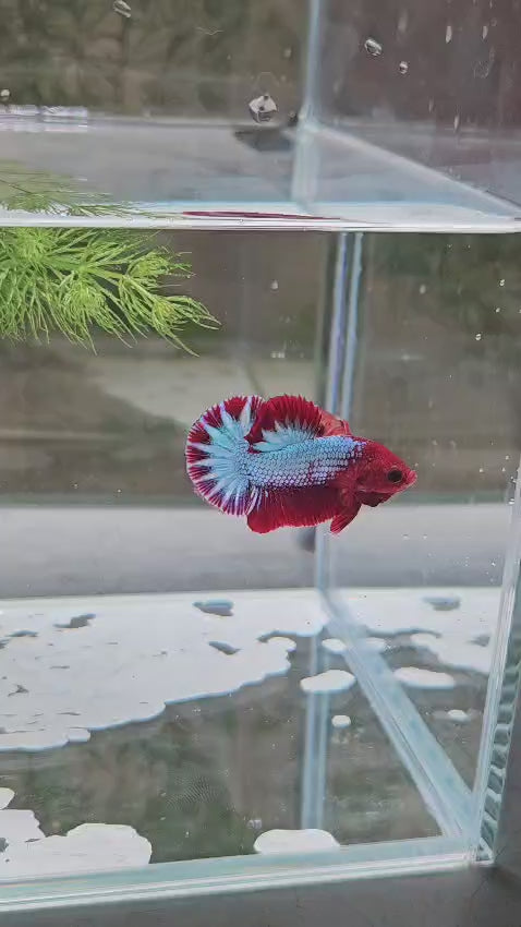 Hellboy pair H4 - imported from Thailand 🇹🇭