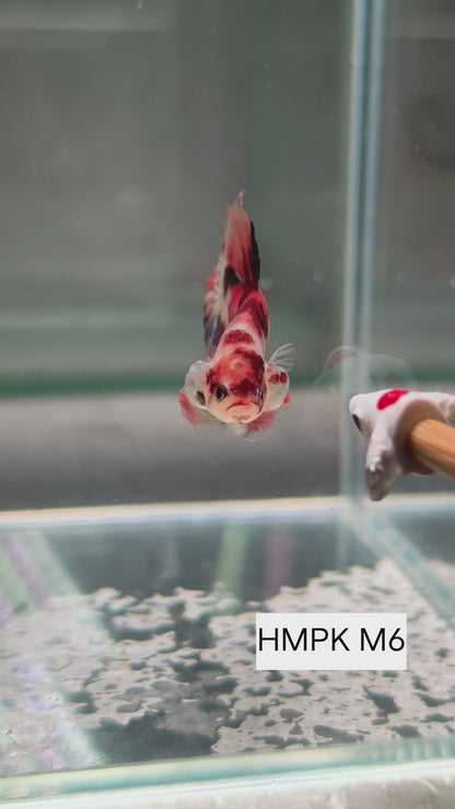 PREMIUM GRADE Multicolour Metallic HMPK pair M6