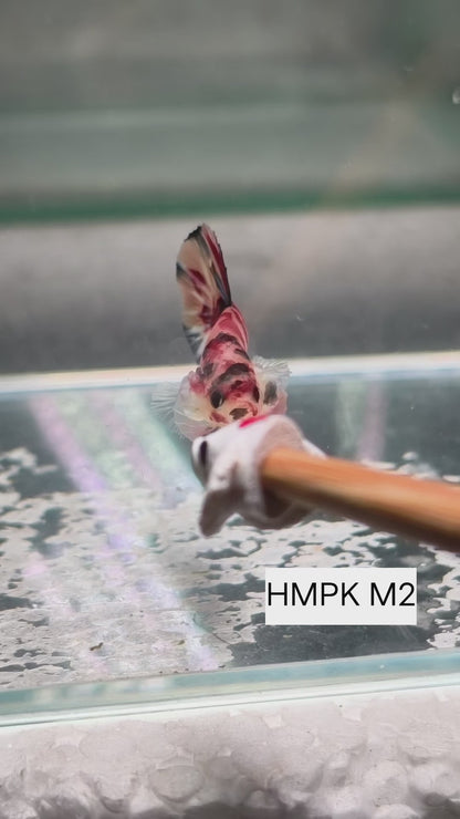 PREMIUM GRADE Multicolour Metallic HMPK pair M2