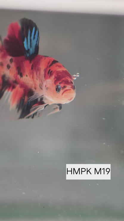 PREMIUM GRADE Multicolour Metallic HMPK pair M19