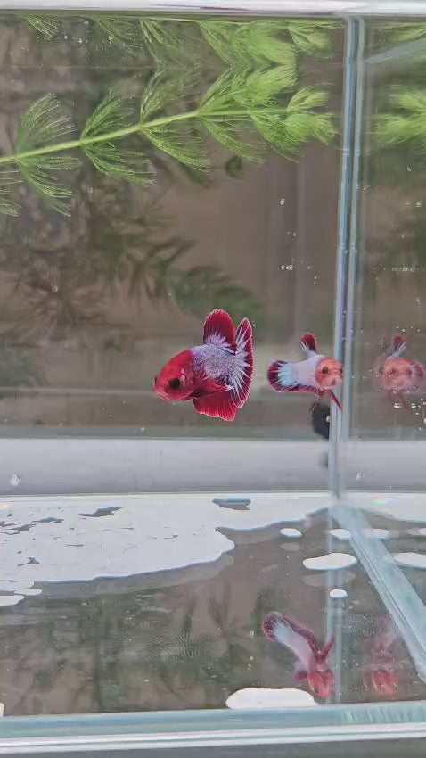 Hellboy pair H3 - imported from Thailand 🇹🇭