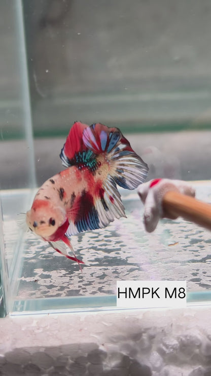 PREMIUM GRADE Multicolour Metallic HMPK pair M8