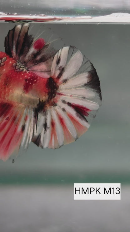 PREMIUM GRADE Multicolour Metallic HMPK pair M13