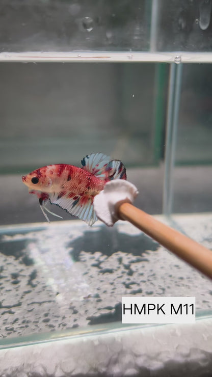 PREMIUM GRADE Multicolour Metallic HMPK pair M11