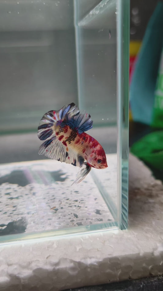 PREMIUM GRADE Multicolour Metallic HMPK pair M14