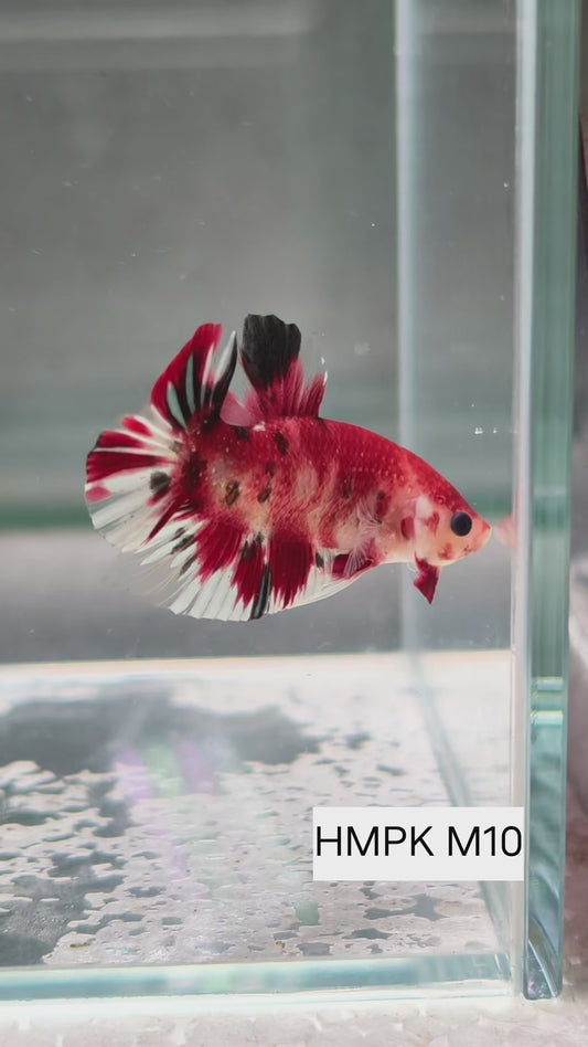 PREMIUM GRADE Multicolour Metallic HMPK pair M10