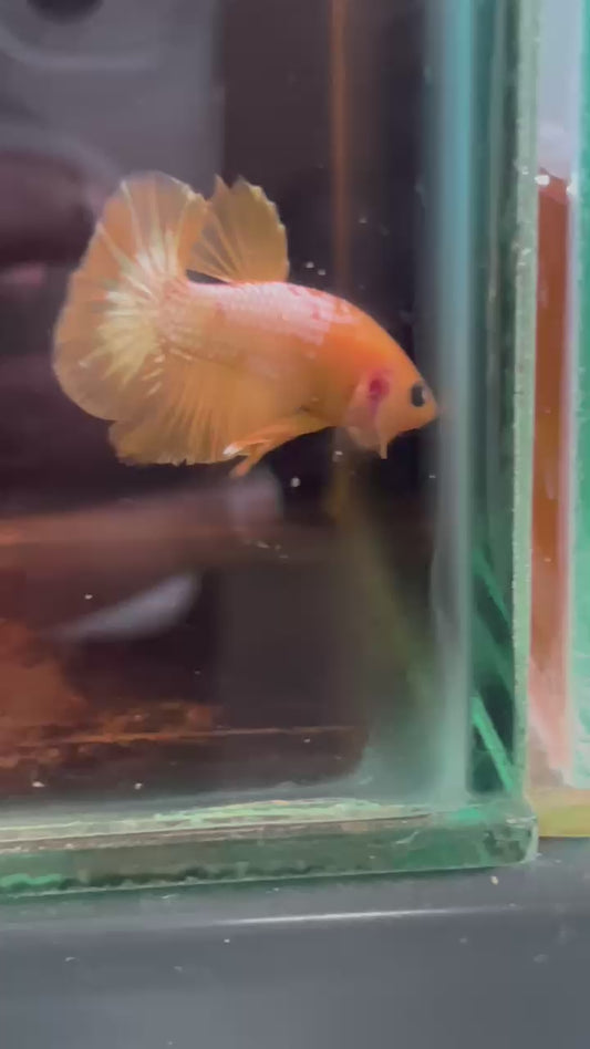 Yellow FCCP male imported from Indonesia 🇮🇩