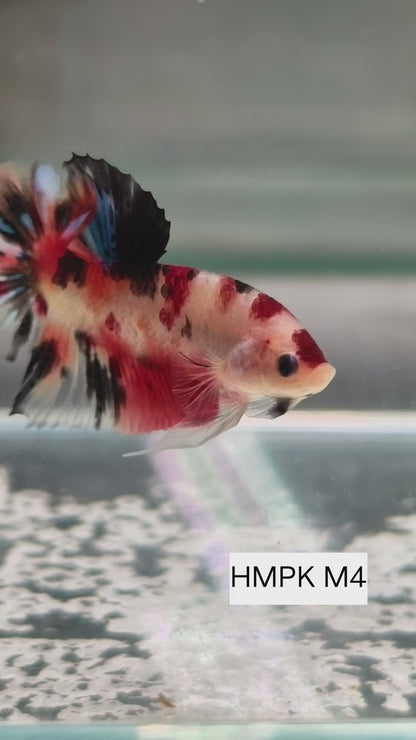 PREMIUM GRADE Multicolour Metallic HMPK pair M4