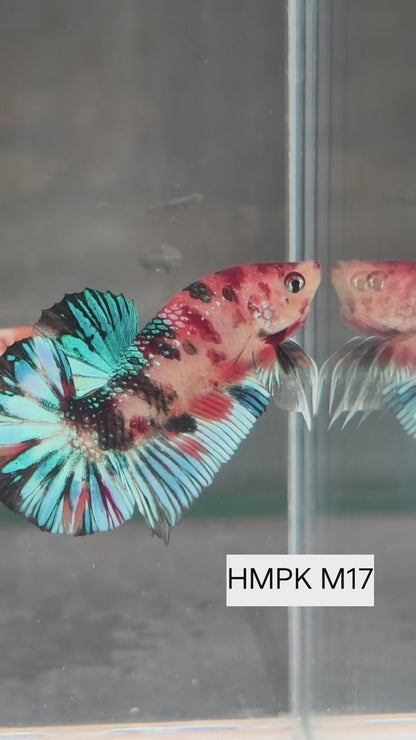 PREMIUM GRADE HMPK pair M17