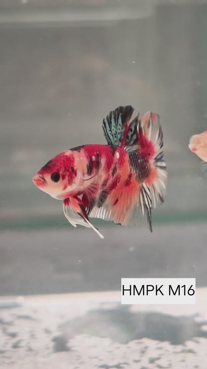 PREMIUM GRADE Multicolour Metallic HMPK pair M16