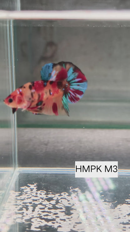 PREMIUM GRADE Multicolour Metallic HMPK pair M3