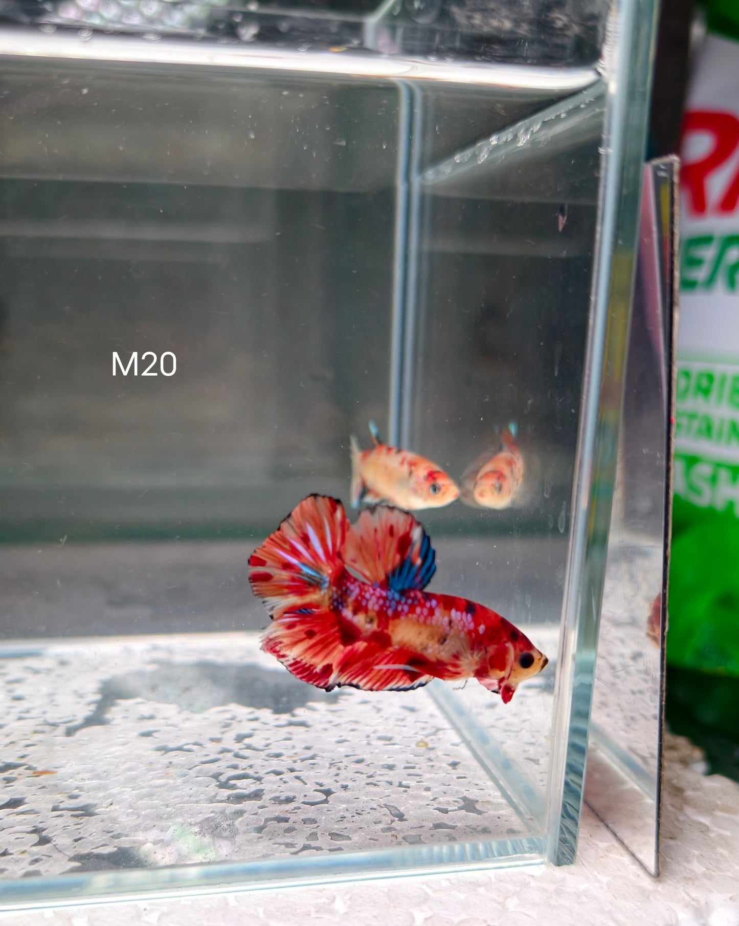 PREMIUM GRADE Multicolour Metallic HMPK pair M20