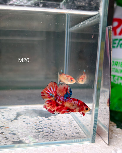 PREMIUM GRADE Multicolour Metallic HMPK pair M20