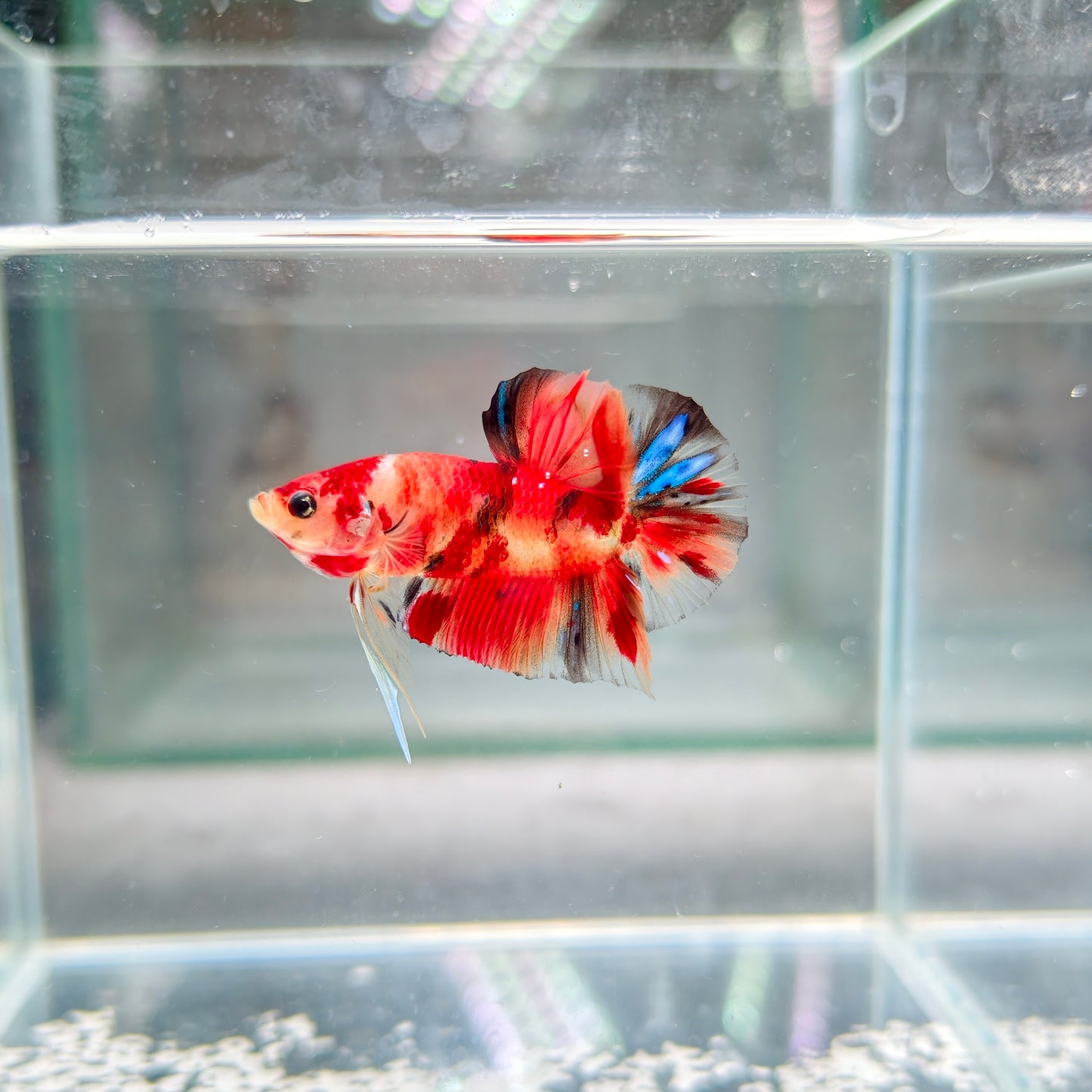 PREMIUM GRADE Multicolour Metallic HMPK pair M1