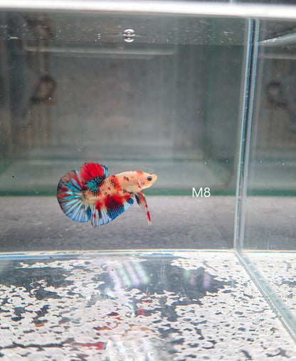 PREMIUM GRADE Multicolour Metallic HMPK pair M8