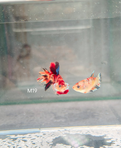 PREMIUM GRADE Multicolour Metallic HMPK pair M19