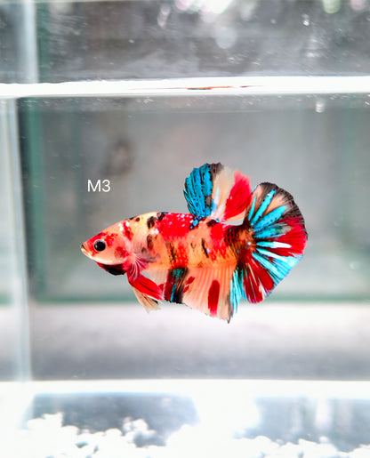 PREMIUM GRADE Multicolour Metallic HMPK pair M3