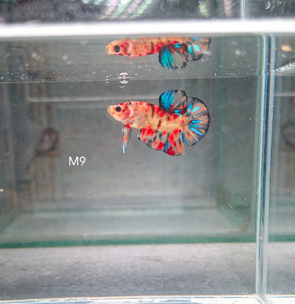 PREMIUM GRADE Multicolour Metallic HMPK pair M9