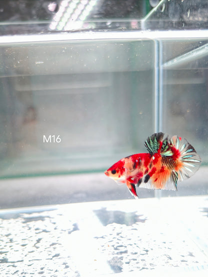 PREMIUM GRADE Multicolour Metallic HMPK pair M16