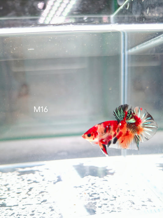 PREMIUM GRADE Multicolour Metallic HMPK pair M16