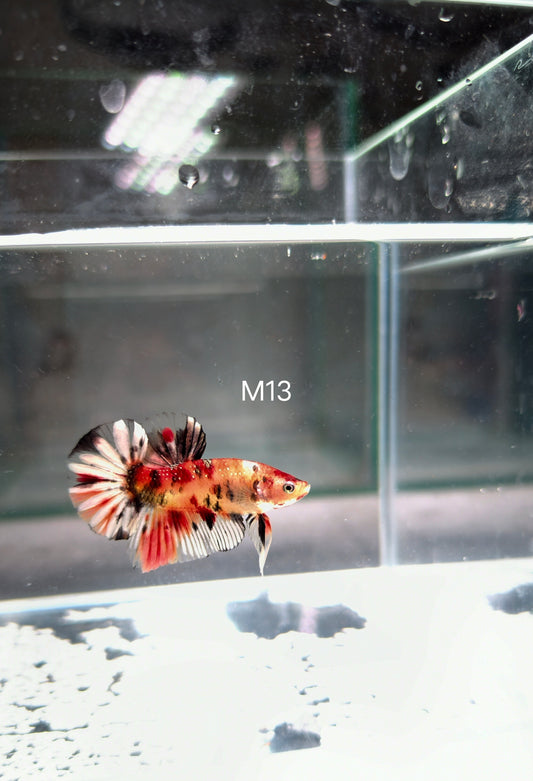 PREMIUM GRADE Multicolour Metallic HMPK pair M13