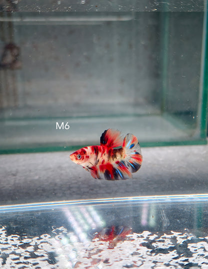 PREMIUM GRADE Multicolour Metallic HMPK pair M6