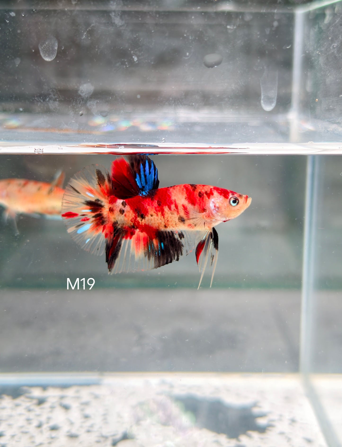 PREMIUM GRADE Multicolour Metallic HMPK pair M19