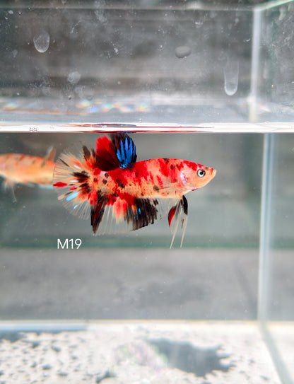 PREMIUM GRADE Multicolour Metallic HMPK pair M19