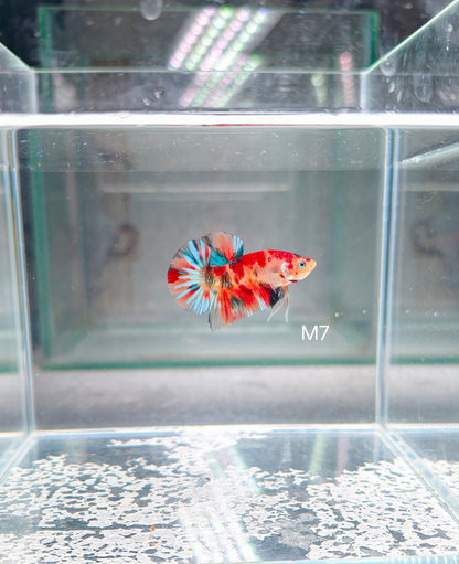 PREMIUM GRADE Multicolour Metallic HMPK pair M7