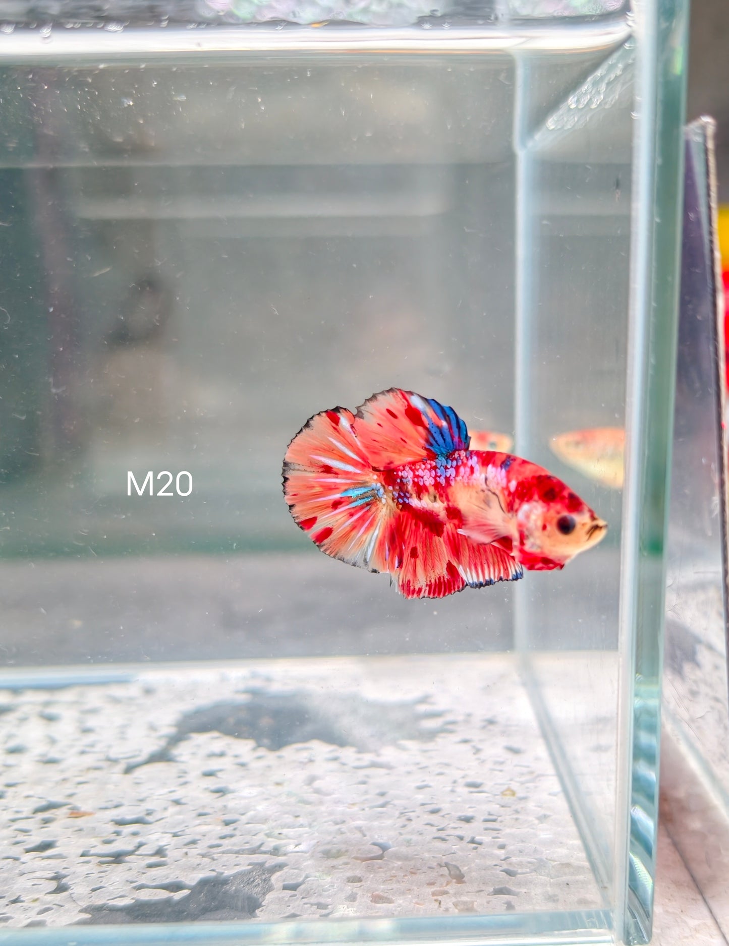 PREMIUM GRADE Multicolour Metallic HMPK pair M20