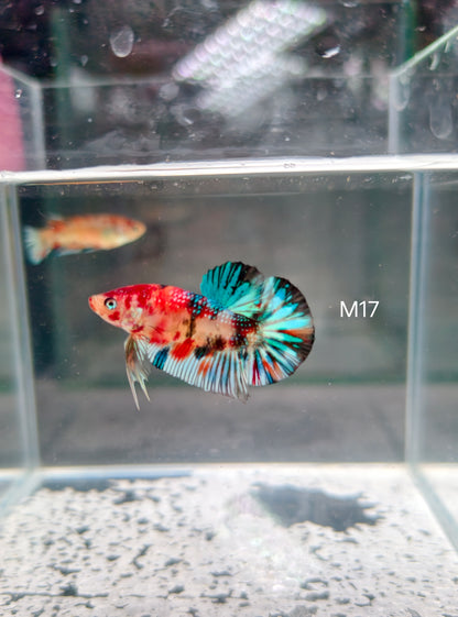 PREMIUM GRADE HMPK pair M17