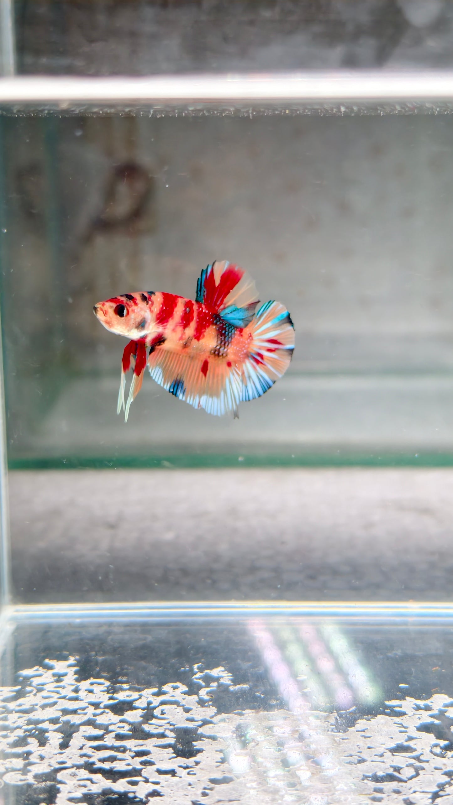 PREMIUM GRADE Multicolour Metallic HMPK pair M2