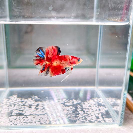 PREMIUM GRADE Multicolour Metallic HMPK pair M1