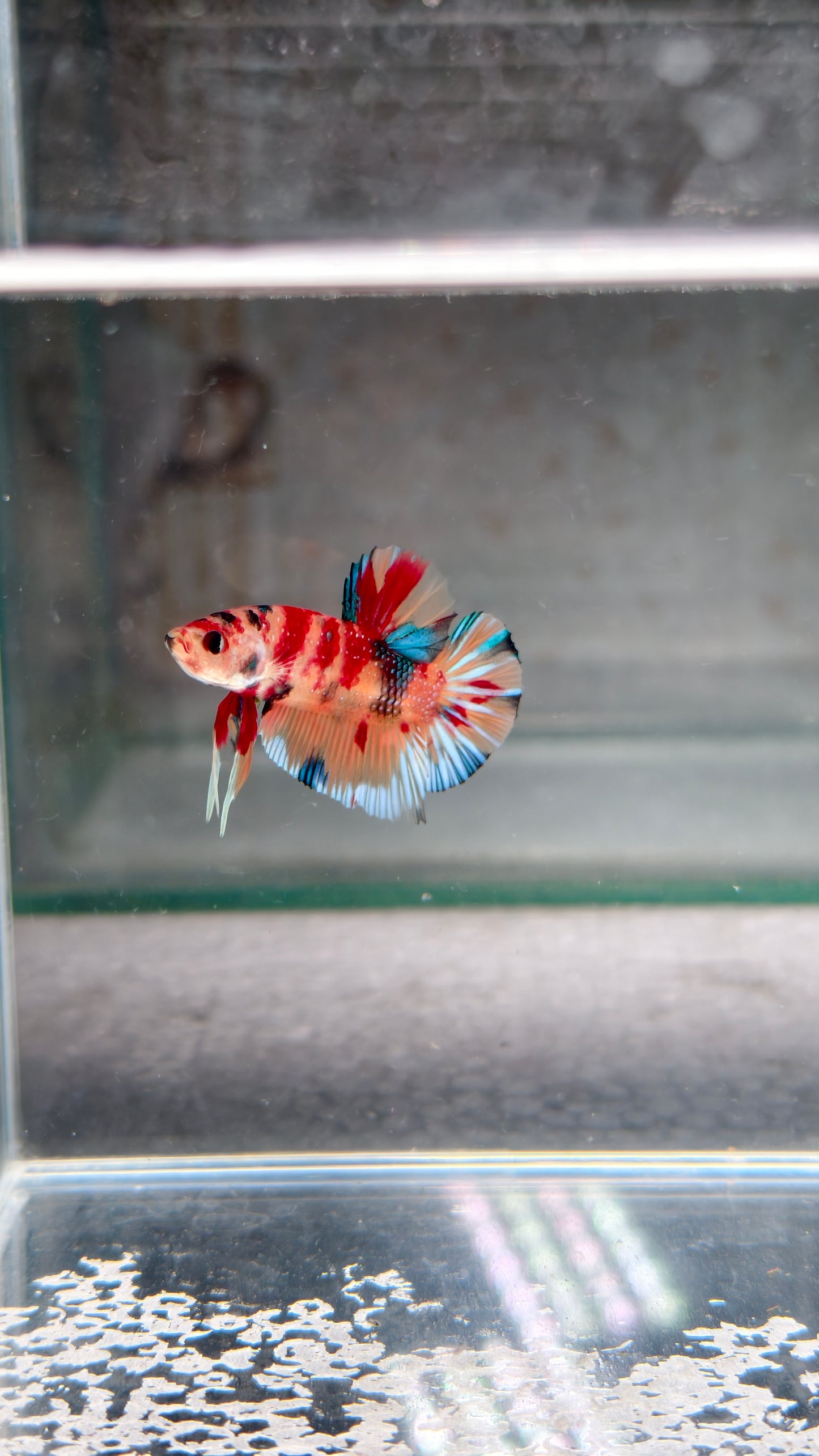 PREMIUM GRADE Multicolour Metallic HMPK pair M2