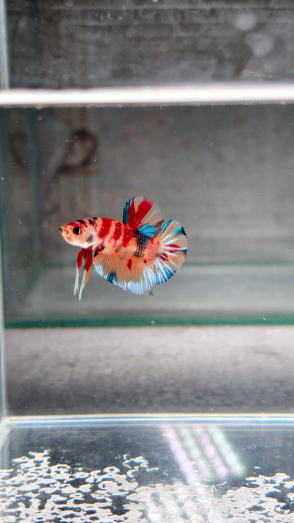 PREMIUM GRADE Multicolour Metallic HMPK pair M2