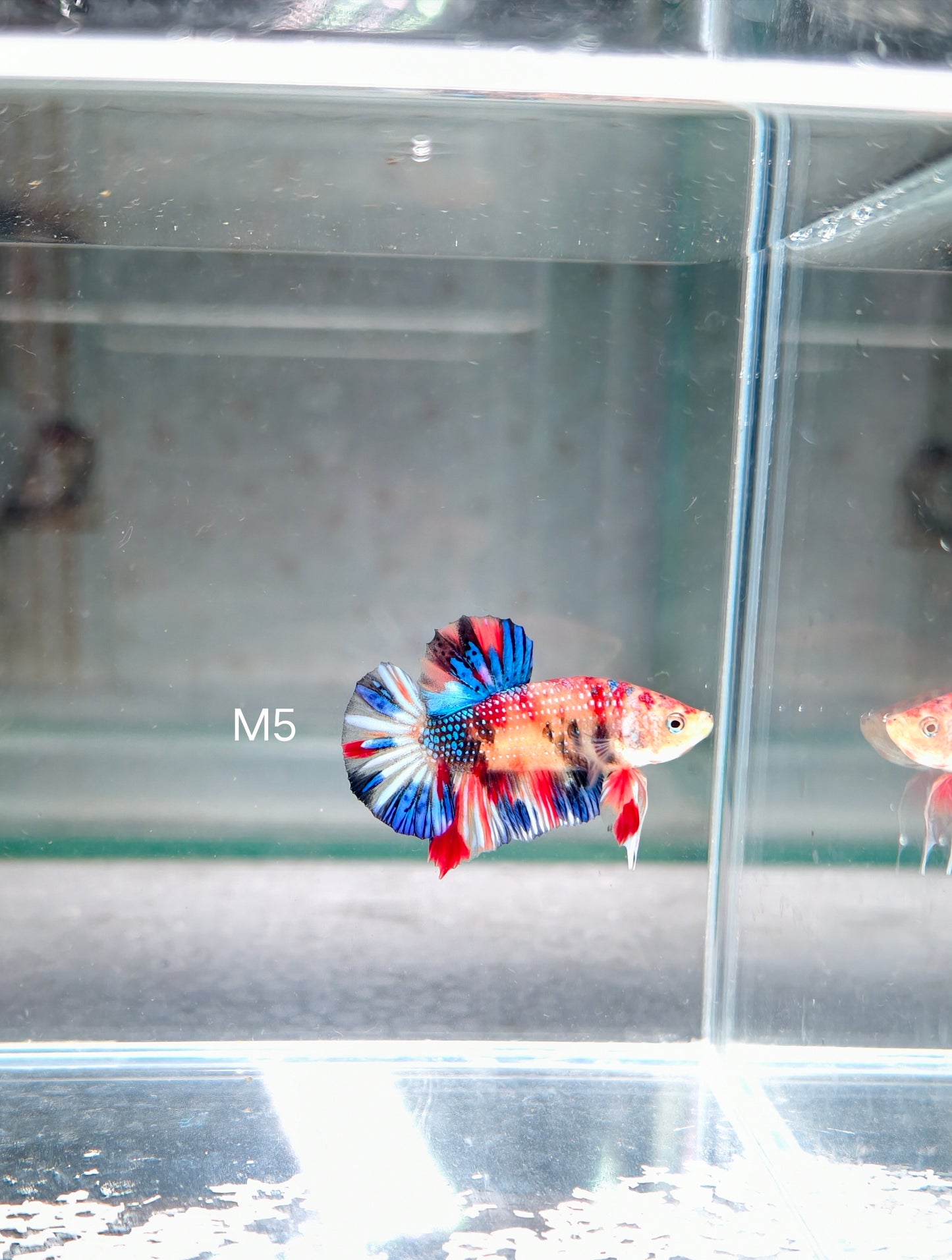 PREMIUM GRADE Multicolour Metallic HMPK pair M5