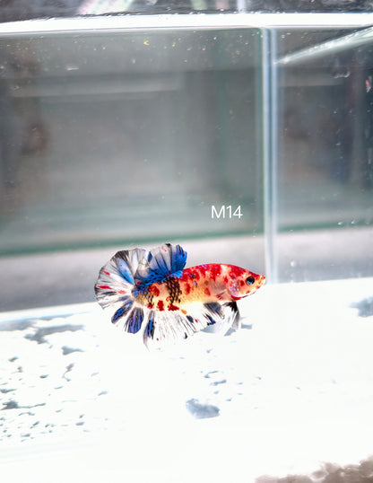 PREMIUM GRADE Multicolour Metallic HMPK pair M14