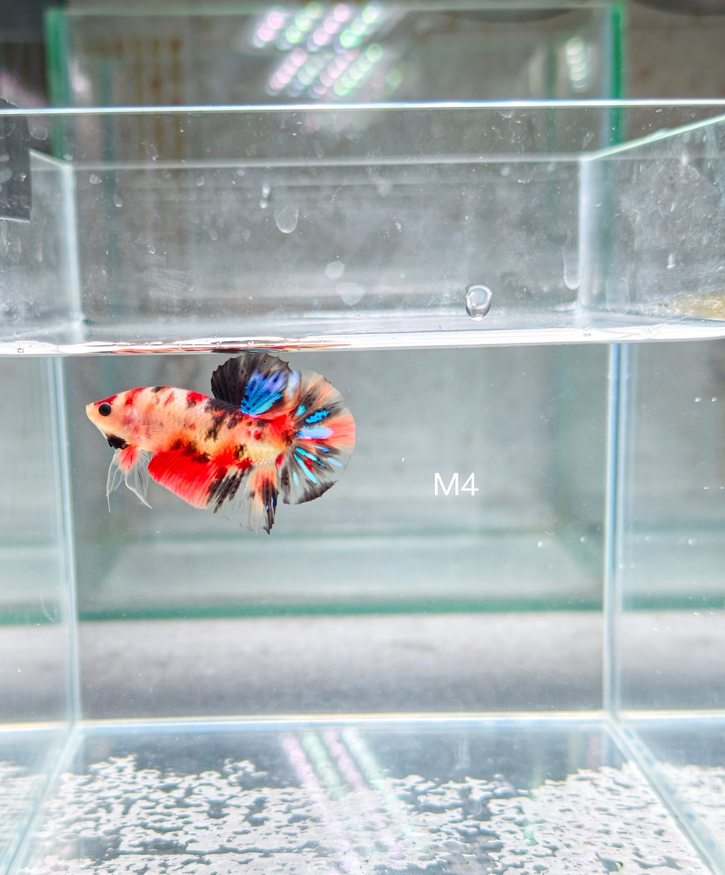 PREMIUM GRADE Multicolour Metallic HMPK pair M4