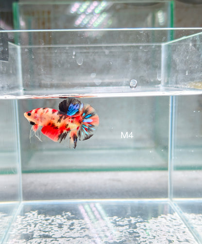 PREMIUM GRADE Multicolour Metallic HMPK pair M4