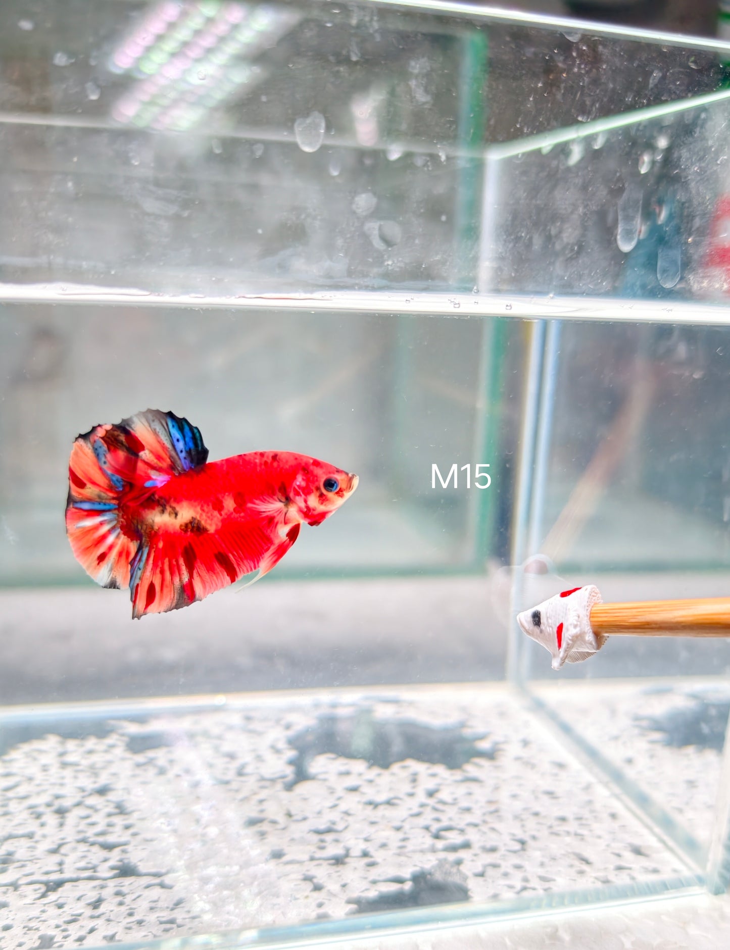 PREMIUM GRADE Multicolour Metallic HMPK pair M15