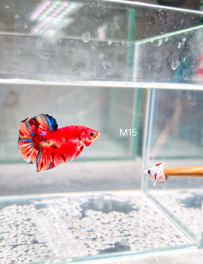 PREMIUM GRADE Multicolour Metallic HMPK pair M15